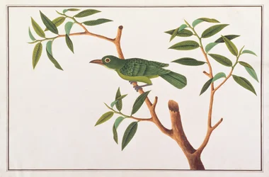 Greater Green Leafbird, from Drawings of Birds from Malacca, c.1805-18